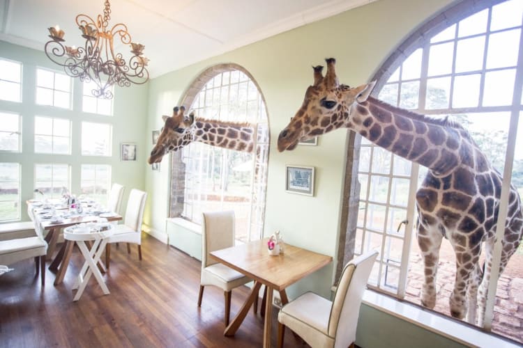 Breakfast with the Giraffes